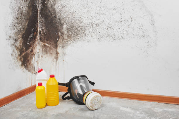 Best Office Mold Removal Services  in Moundville, AL