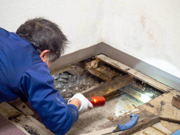 Best Mold Damage Repair  in Moundville, AL