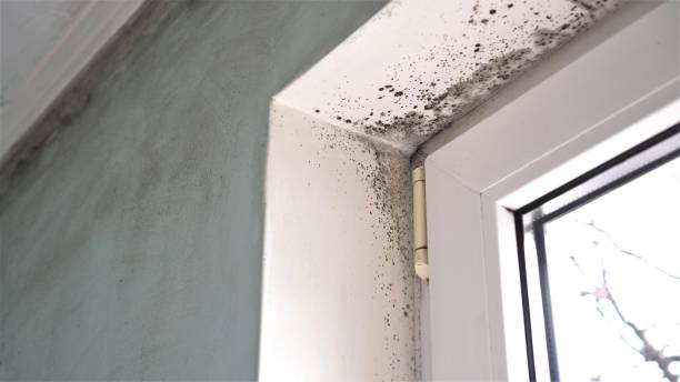 Best Black Mold Removal  in Moundville, AL