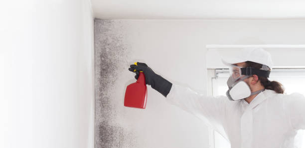 Best Toxic Mold Removal  in Moundville, AL