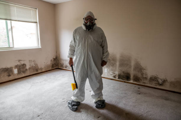 Best Home Mold Removal  in Moundville, AL