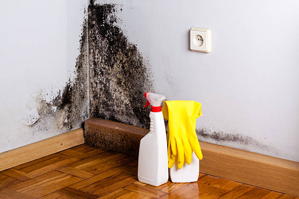 Best Mold Removal Specialists  in Moundville, AL