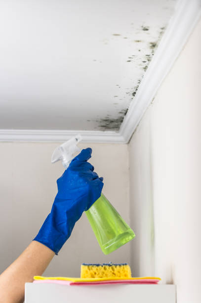 Best Local Mold Removal Service  in Moundville, AL