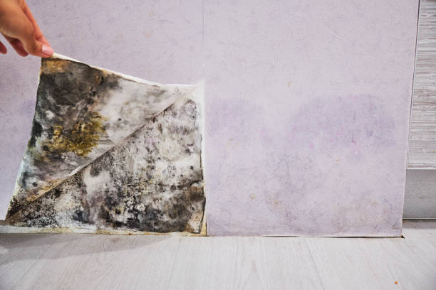 Best Crawl Space Mold Removal  in Moundville, AL